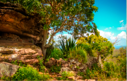 Caatinga Biome