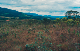 Cerrado Biome